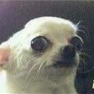 Meet your Posher, Lya